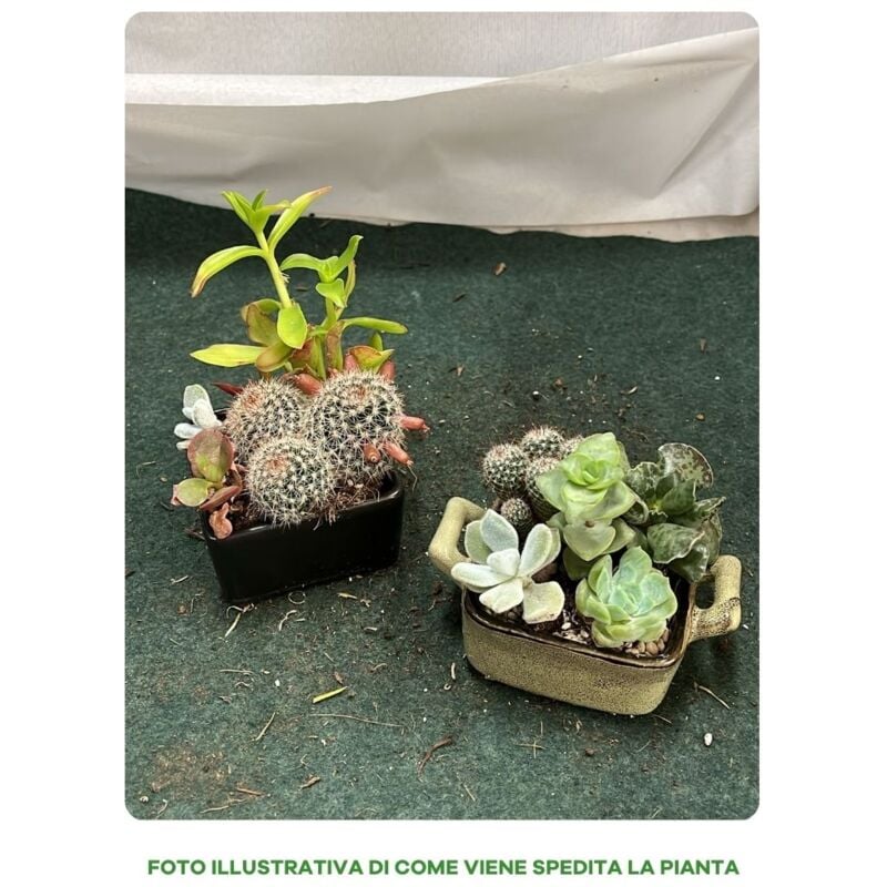 foto del prodotto 1 composizione assortita di piante grasse in ciotola