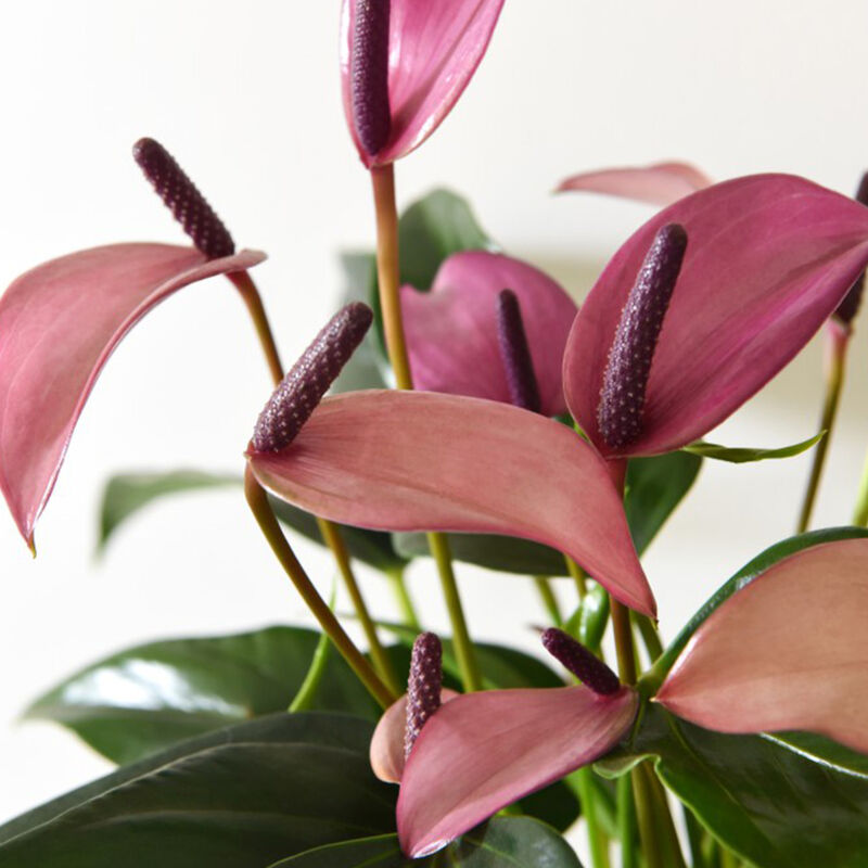 foto del prodotto 1 pianta di anthurium zizou in vaso 14cm da interno appartamento anturio