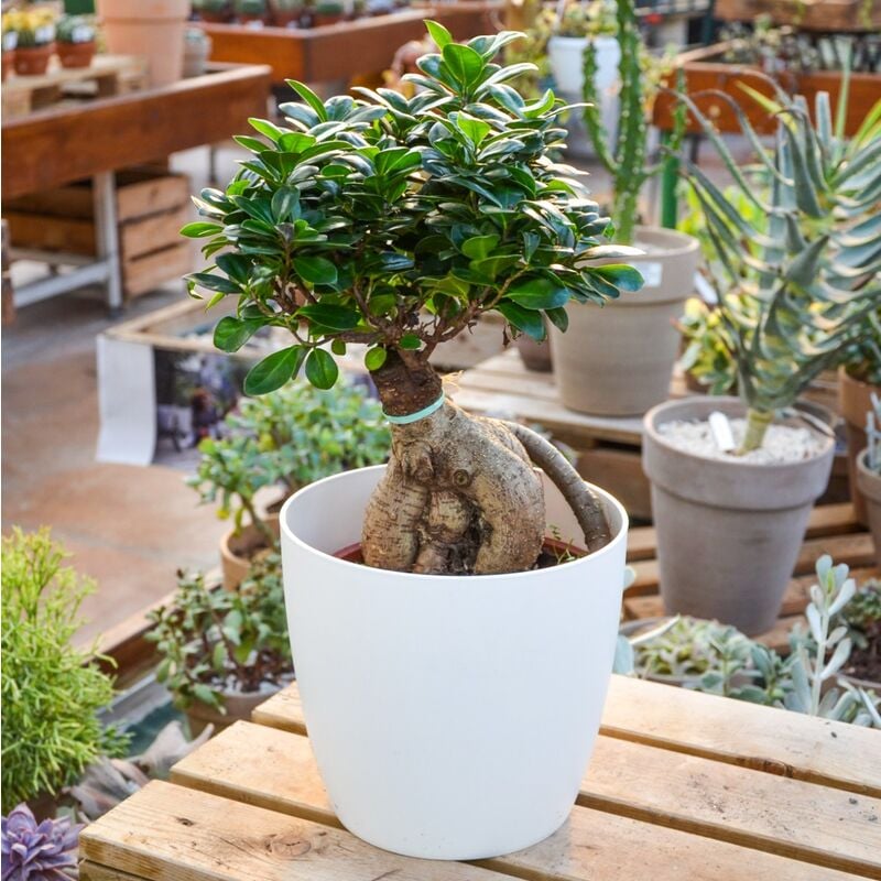 foto del prodotto 1 pianta di bonsai ficus ginseng in vaso 20cm da interno