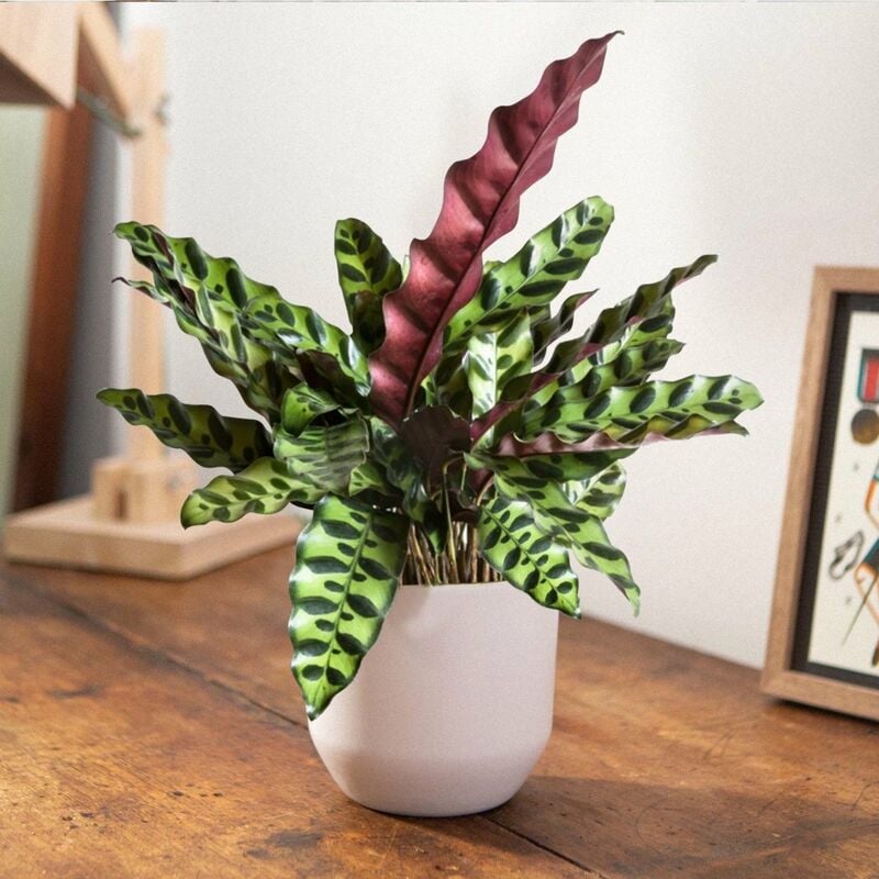 foto del prodotto 1 pianta di calathea insignis in vaso 11cm da interno appartamento antinquinamento