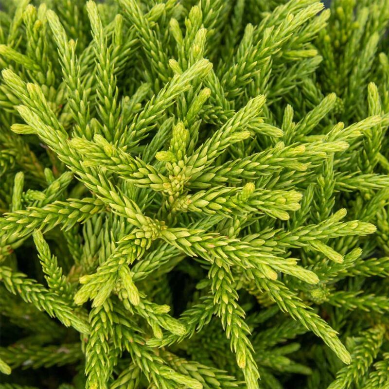foto del prodotto 1 pianta di cryptomeria japonica little champion vaso 23cm conifera