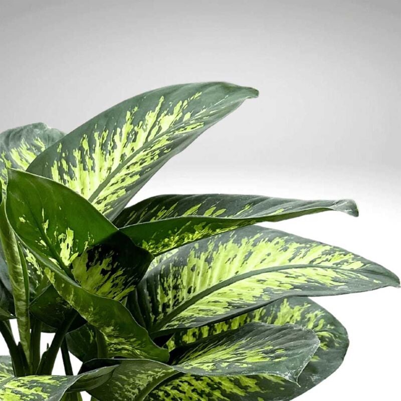 foto del prodotto 1 pianta di dieffenbachia tropic snow vaso 17cm