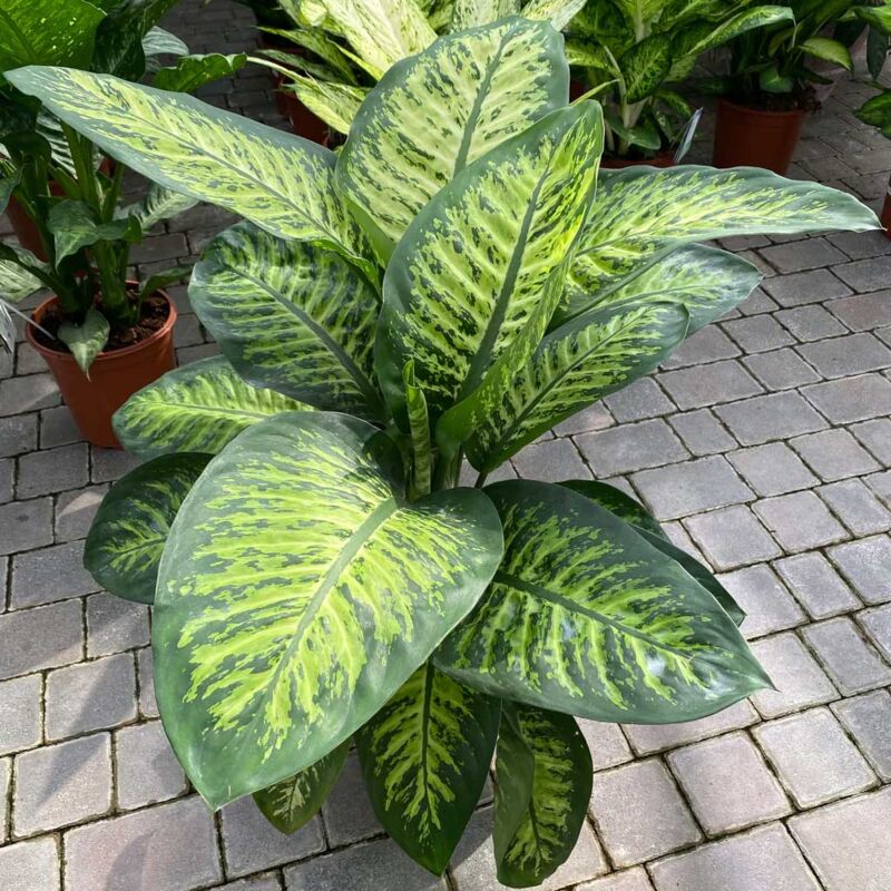 foto del prodotto 1 pianta di dieffenbachia tropic snow vaso 21cm
