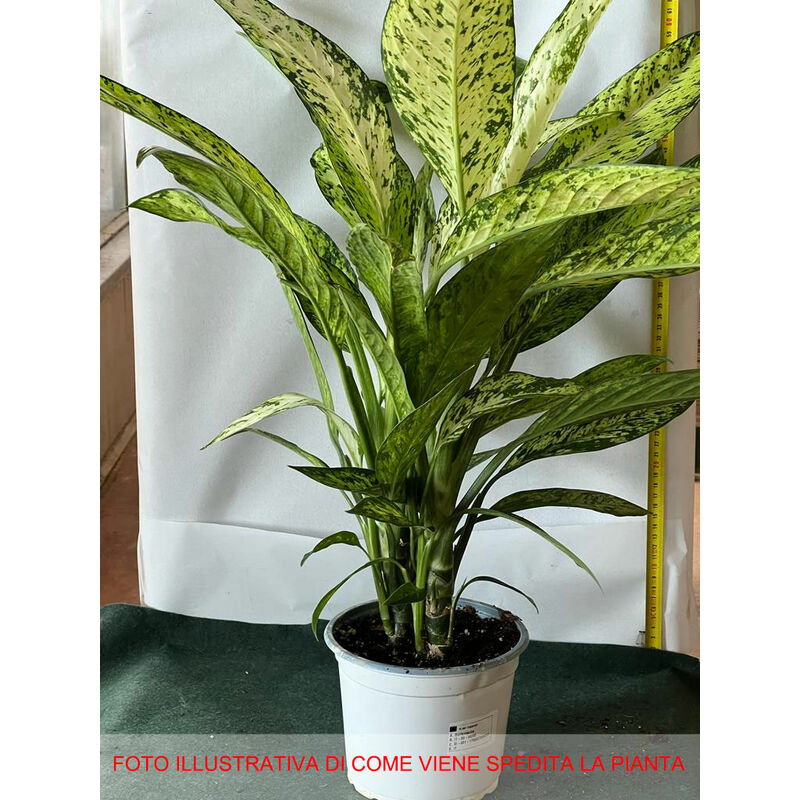 foto del prodotto 1 pianta di dieffenbachia vesuvio vaso 17cm pianta da appartamento