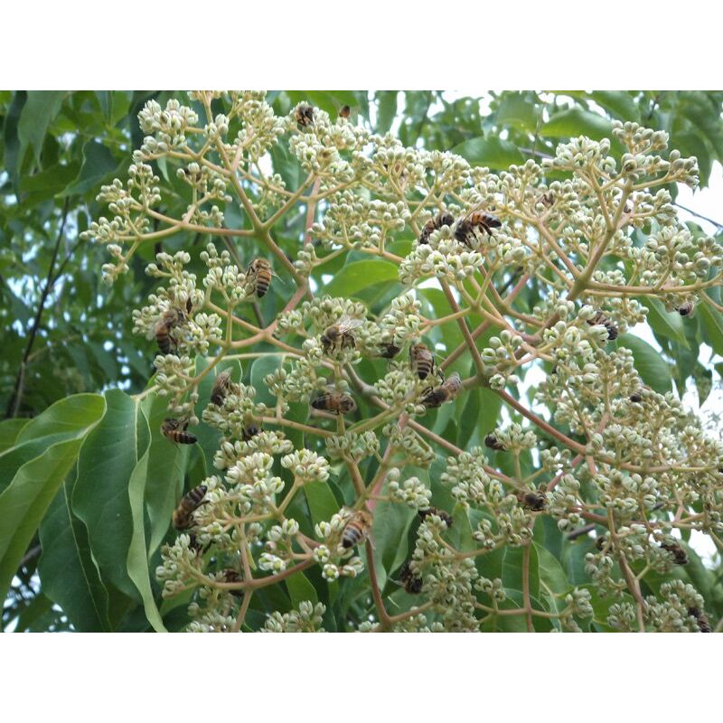 foto del prodotto 1 pianta di evodia albero del miele o evodia vaso 15cm
