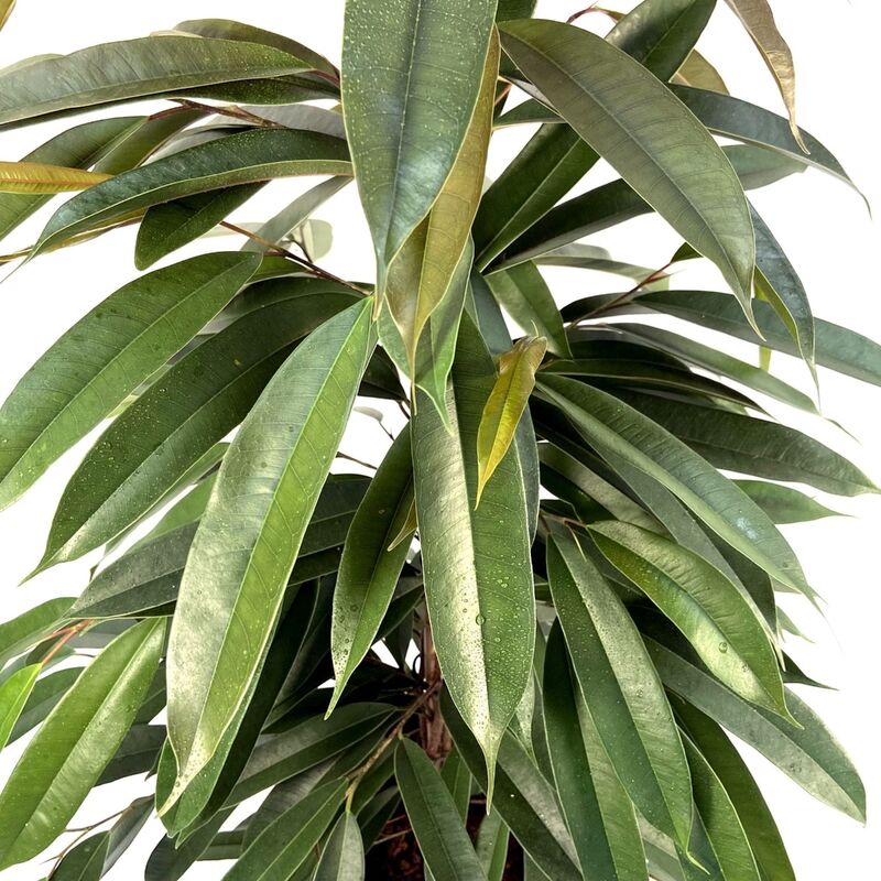 foto del prodotto 1 pianta di ficus amstel king vaso 17cm