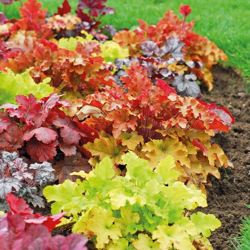 foto del prodotto 1 pianta di heuchera varieta assortita in vaso 12cm