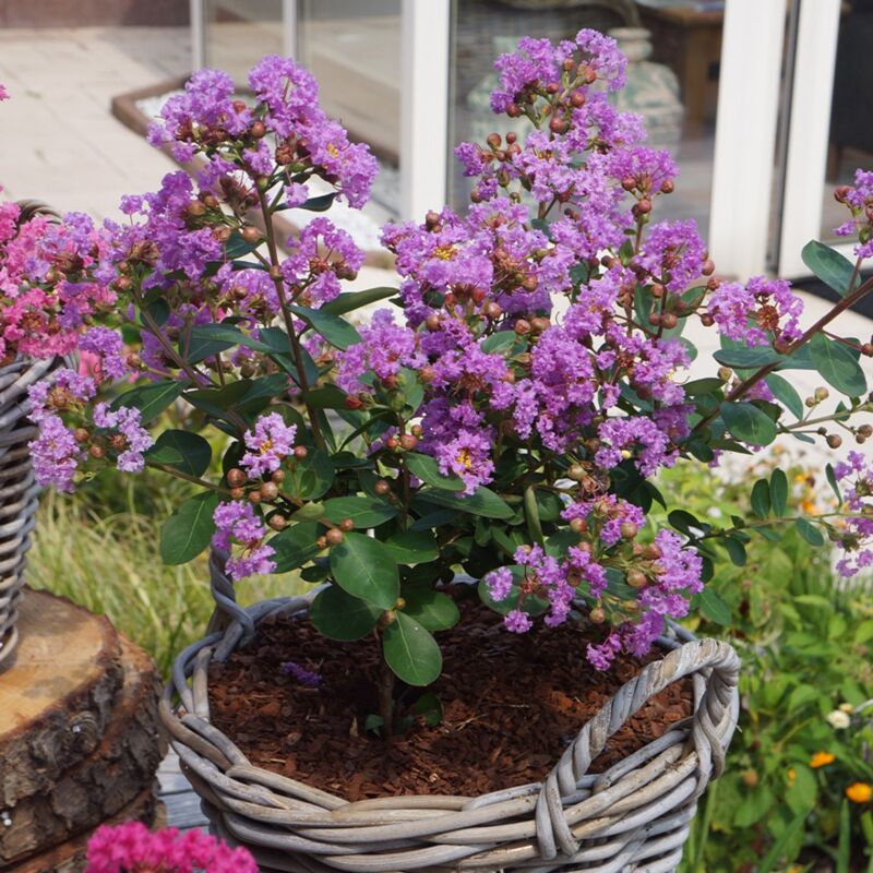 foto del prodotto 1 pianta di lagerstroemia indica with love eternal vaso 19cm