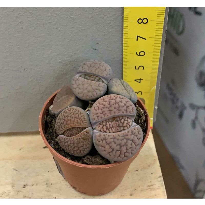 foto del prodotto 1 pianta di lithops varieta pleiospilos bolusii colore assortito vaso 5cm o sasso vivente