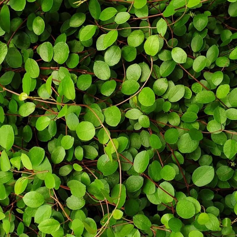 foto del prodotto 1 pianta di muehlenbeckia axiliaris in vaso 18cm