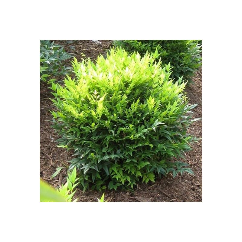 foto del prodotto 1 pianta di nandina domestica lemon lime in vaso 18cm aiuole rocciosi