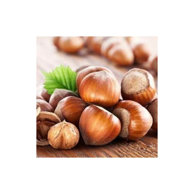 foto del prodotto 1 pianta di nocciolo tondo gentile romana in vaso 20cm maturazione fine agosto settembre