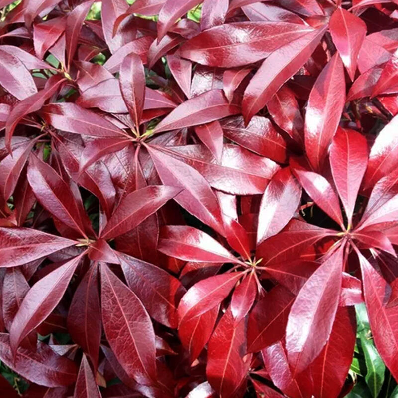 foto del prodotto 1 pianta di pieris japonica katsura vaso 17cm sempreverde