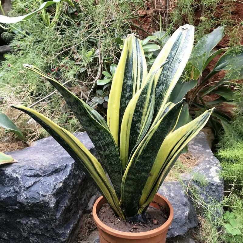 foto del prodotto 1 pianta di sansevieria gold flame in vaso 17cm da interno appartamento lingua di suocera grasse
