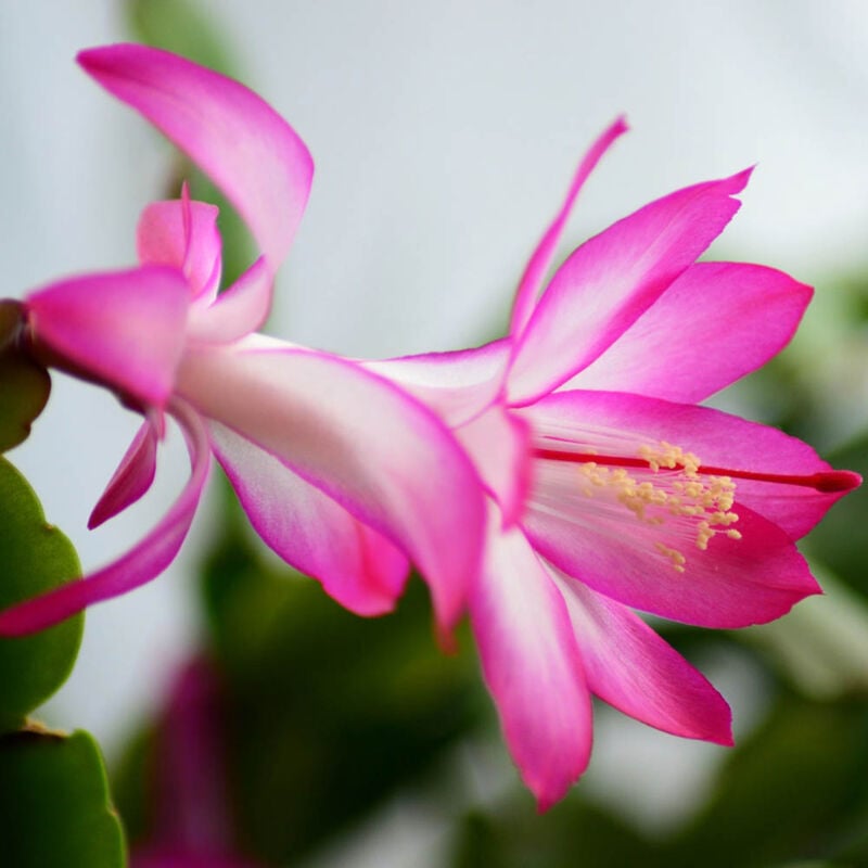 foto del prodotto 1 pianta di schlumbergera rosa cactus di natale in vaso 13cm