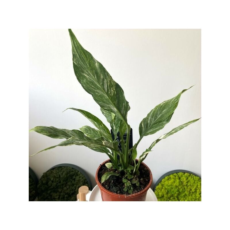 foto del prodotto 1 pianta di spathiphyllum diamond variegato vaso 14cmspatifillo pianta da appartamento