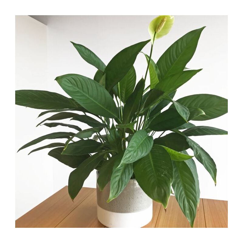 foto del prodotto 1 pianta di spathiphyllum sweet sebastiano vaso 24cm spatifillo pianta da appartamento