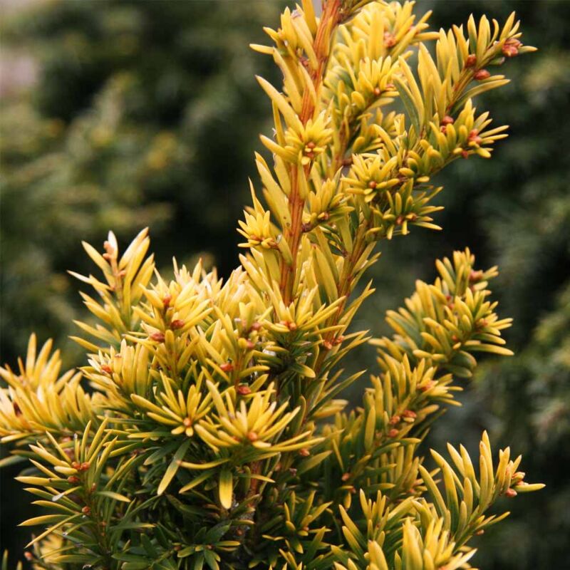 foto del prodotto 1 pianta di taxus baccata semperaurea vaso 17cmconifera