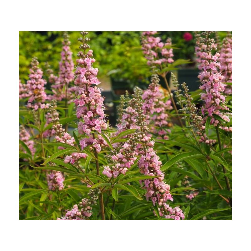 foto del prodotto 1 pianta di vitex agnus castus galactic pink vaso da 18cm caducifoglia