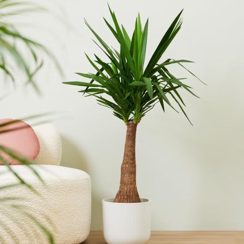 foto del prodotto 1 pianta di yucca vaso 12cm pianta da appartamento
