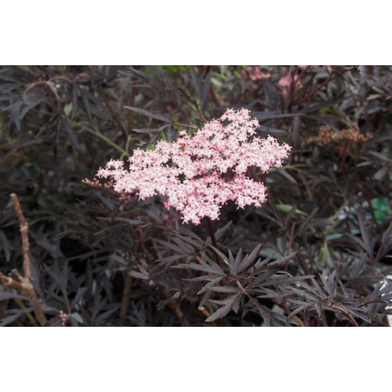 foto del prodotto 1 pianta sambucus sambuco nigra black lace in vaso 18cm caducifoglia