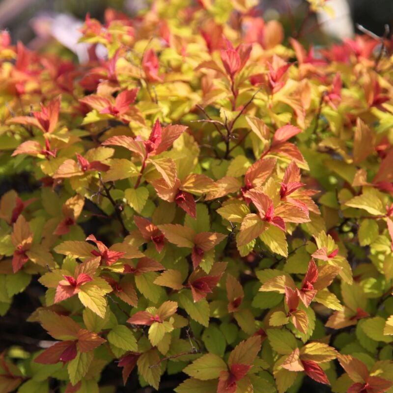 foto del prodotto 1 pianta spiraea japonica little flame vaso 18cm