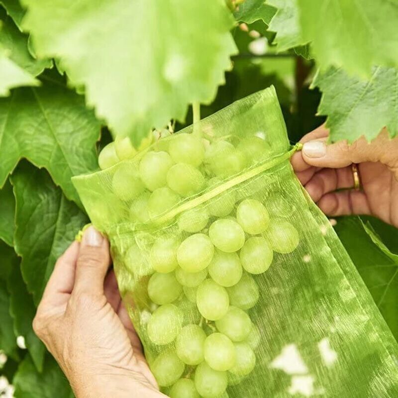 foto del prodotto 100 pezzi busta protettiva per grappoli d uva, dimensioni 10 x 12 cm, colore verde, con cordoncino, offre protezione totale contro vespe, uccelli,