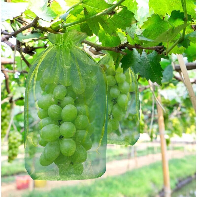 foto del prodotto 100 pezzi sacchetto di protezione per grappoli d uva, dimensioni 30 x 20 cm, colore verde, con coulisse, offre una protezione totale contro vespe,