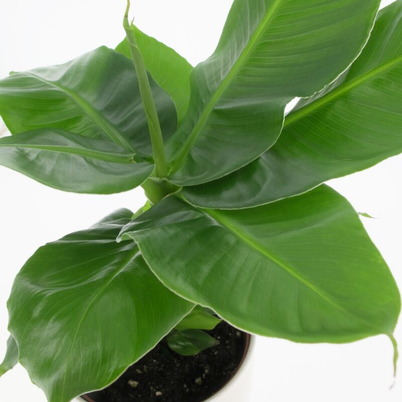 foto del prodotto 1pianta musa dwarf cavandish, vaso 17cm, perenne