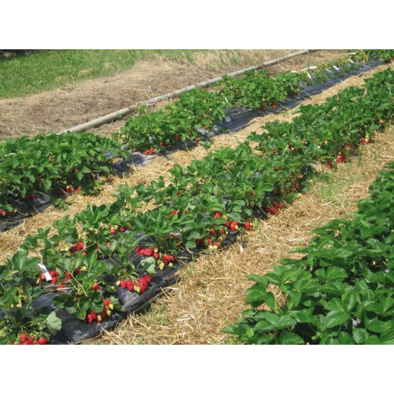 foto del prodotto 1rotolo telo pacciamatura fori sfalsati distanza fori cm40 40 h. cm120 rotolo mtl