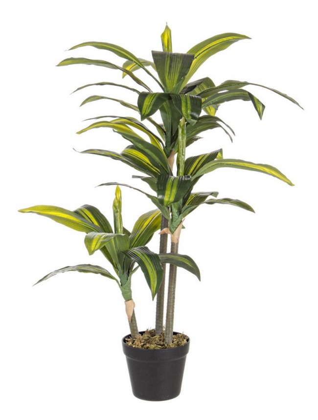 foto del prodotto 2x pianta dracena c-vaso 43foglie h88cm