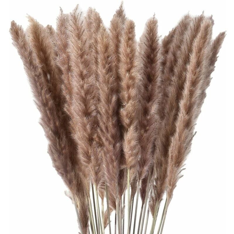 foto del prodotto 30 x erba di pampa essiccata naturale, fiori secchi ulisem