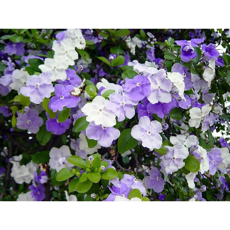 foto del prodotto vivaio garden forest pianta di brunfelsia in vaso 24 cm foto reali piante da fiore