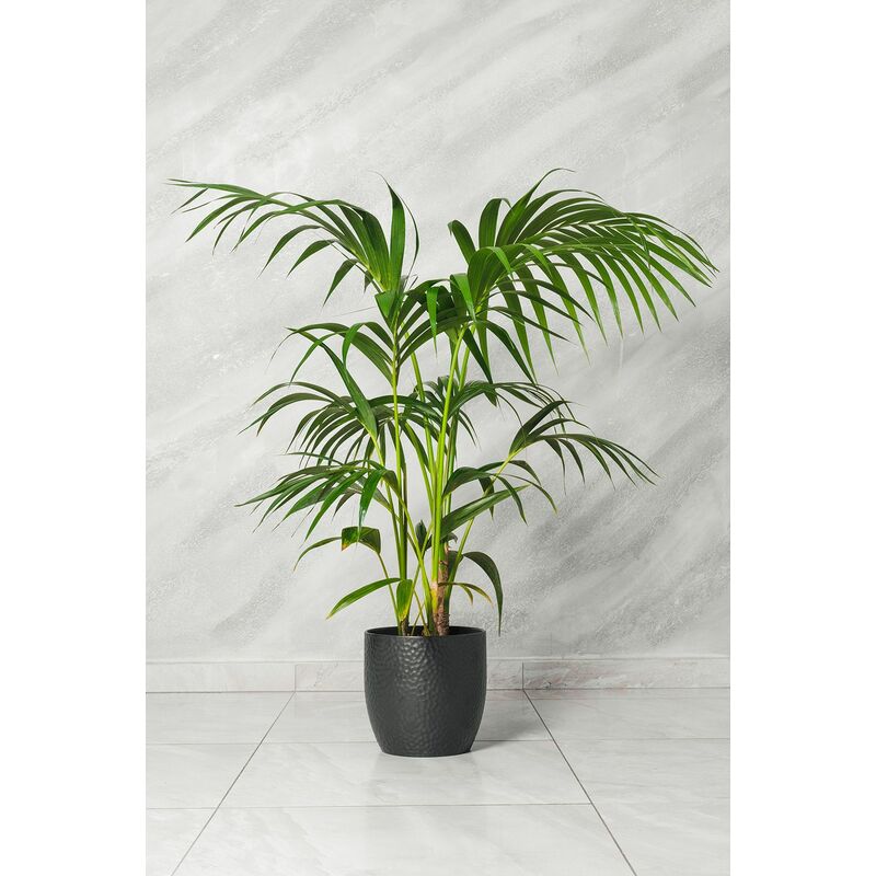 foto del prodotto kenzia kentia howea forsteriana in vaso 21cm foto reali h 140cm pianta vera
