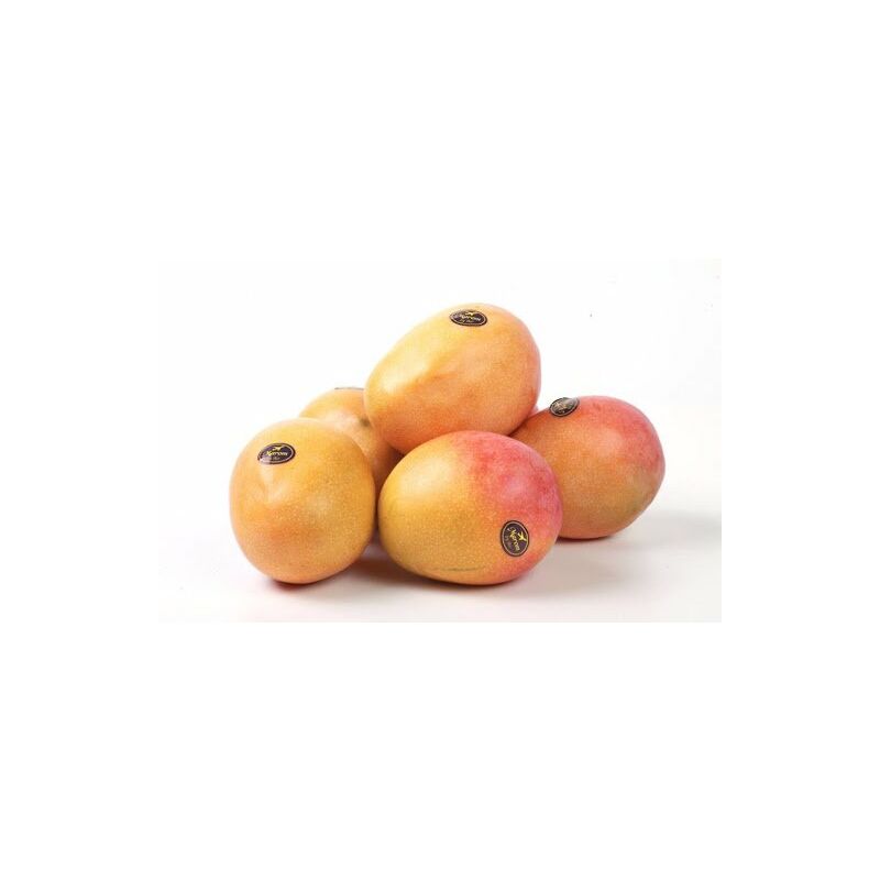 foto del prodotto mangifera indica pianta di mango maya innestata foto reali h 140cm