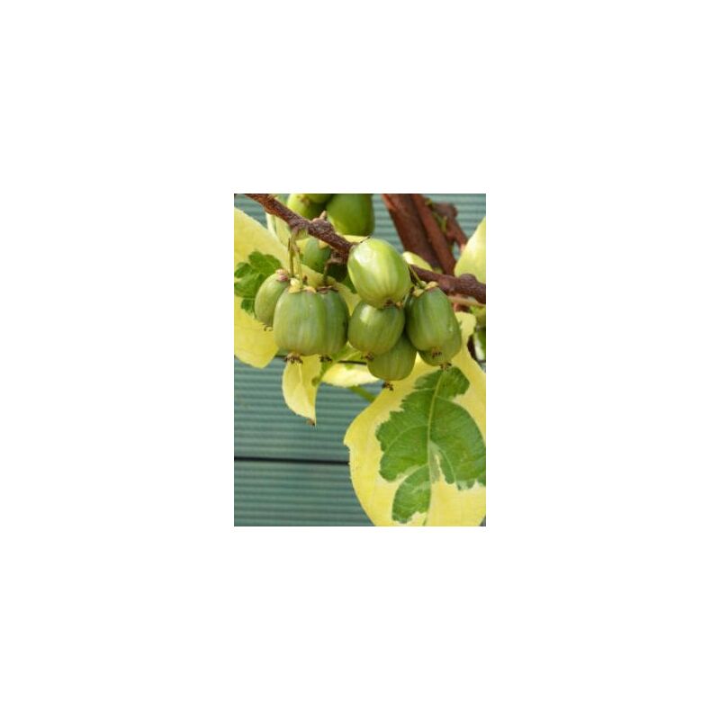 foto del prodotto kiwi arguta hokey pokey mini kiwi variegato vaso 15cm h 110cm foto reali