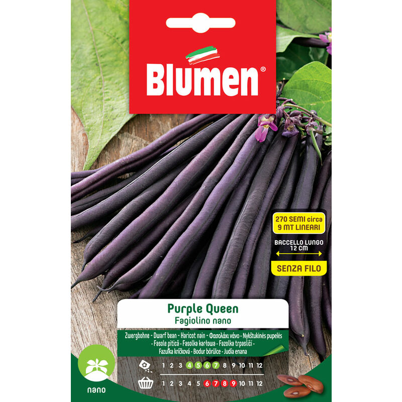foto del prodotto semi di fagiolini nani purple queen blumen