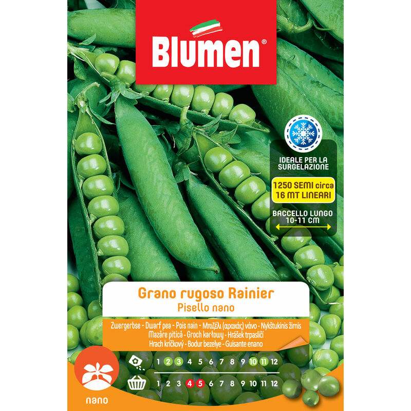 foto del prodotto semi di piselli nani grano rugoso rainier blumen
