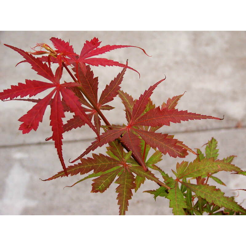 foto del prodotto vivaio garden forest pianta di acero japanese jewels jerre schwartz foto reali h 100cm