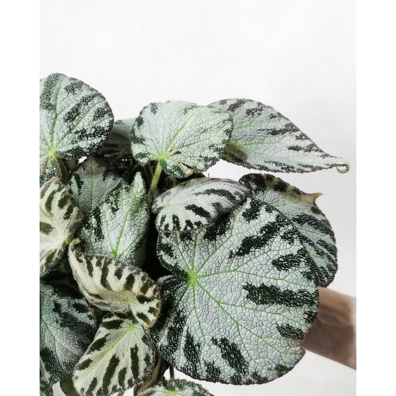 foto del prodotto vivaio garden forest begonia silver jewell piante pianta tropicali, perenni ornamentali vaso 15