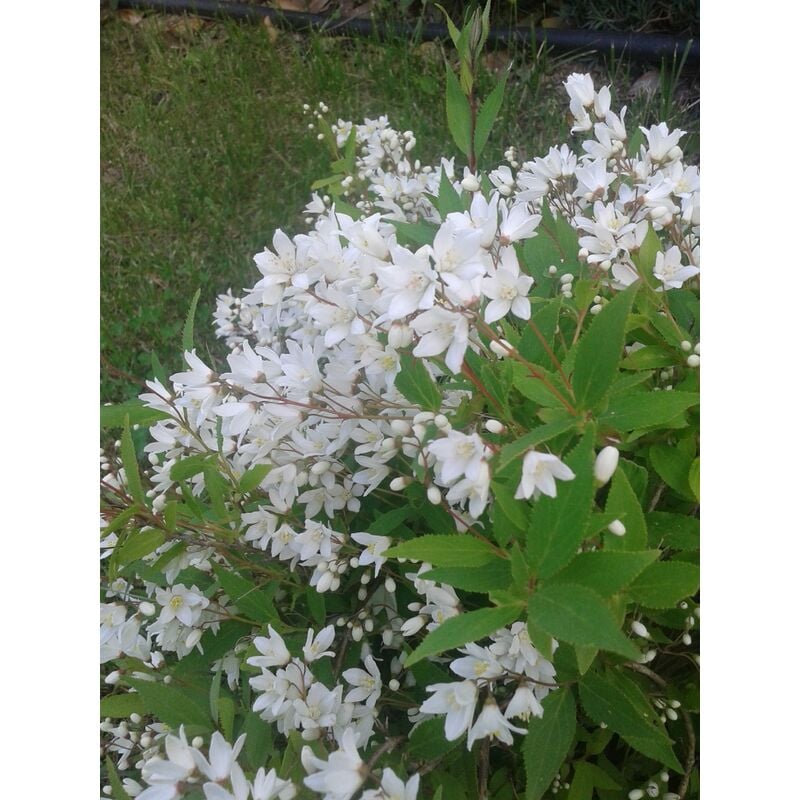 foto del prodotto deutzia gracilis pianta arbusto giappone vaso 20 foto reali
