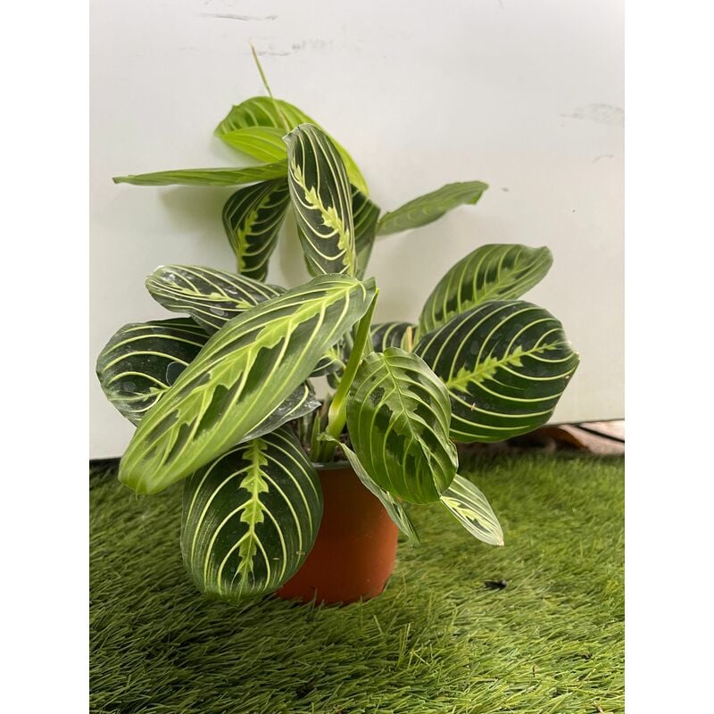 foto del prodotto vivaio garden forest maranta leuconera lemon lime vaso 12 cm pianta delle preghiera foto reali