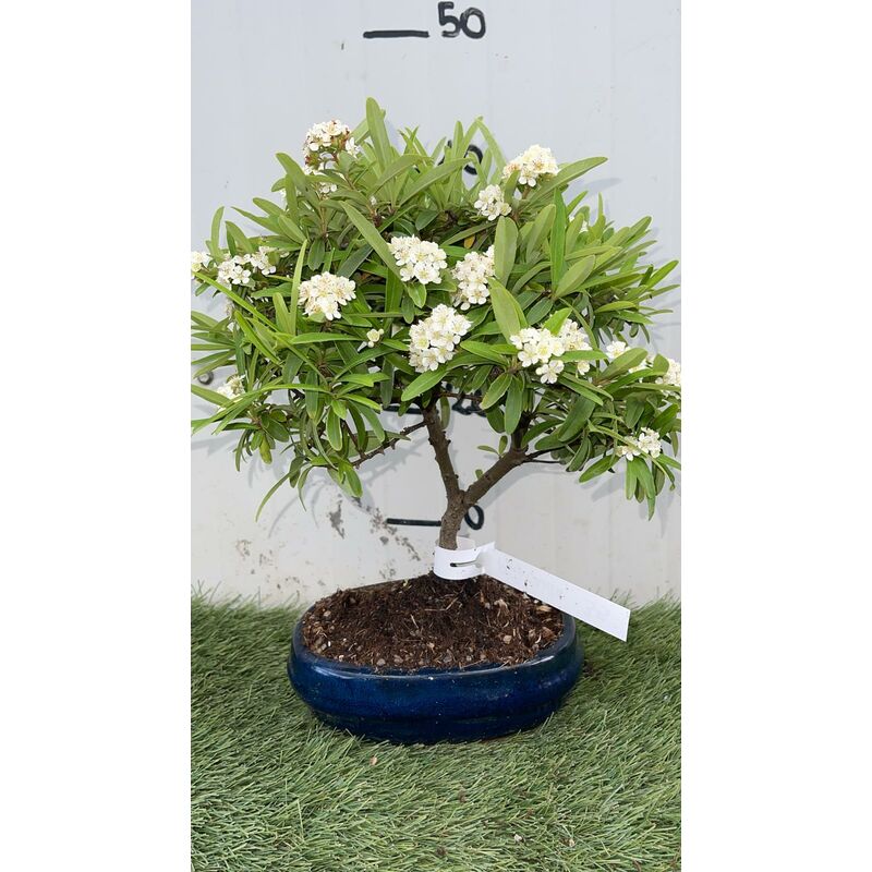 foto del prodotto bonsai piracanta vaso 20 pianta sempreverde foto reali