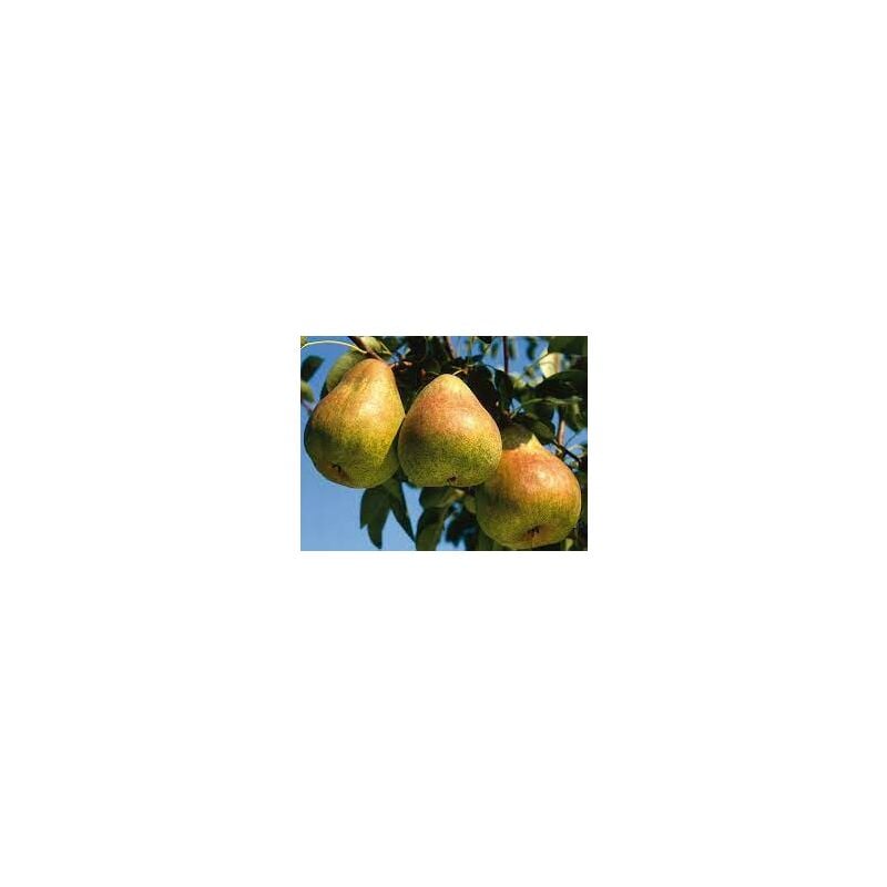 foto del prodotto pero passacrassana albero pianta da frutta frutto foto reali