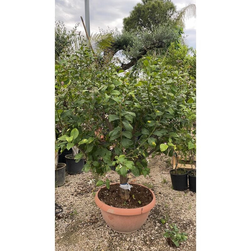 foto del prodotto limone 4 stagioni in ciotola 70 cm h 180cm pianta albero da frutto foto reali