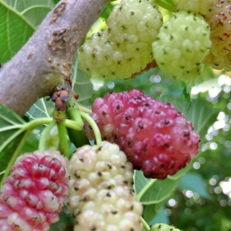 foto del prodotto gelso sangue e latte morus pianta da frutto frutta asia moraceae foto reali