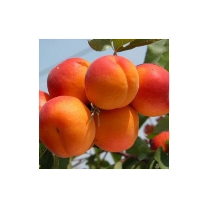 foto del prodotto albicocco tyrinthos prunus armeniaca tyrinthos pianta da frutto foto rreali