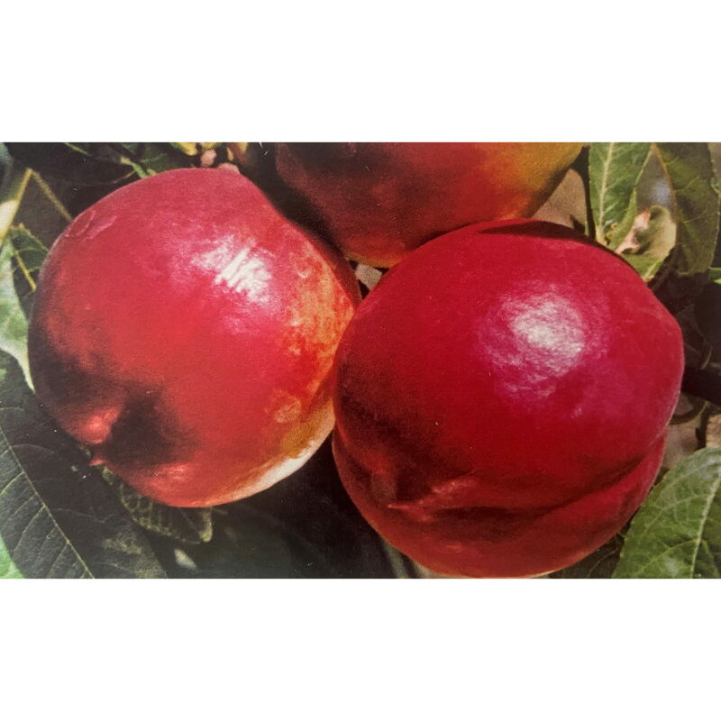foto del prodotto pesco noce independence pianta albero di frutto frutta foto reali
