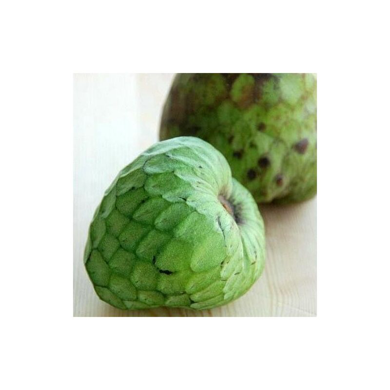 foto del prodotto annona cherimola cumbe pianta piccolo albero tropicale america latina