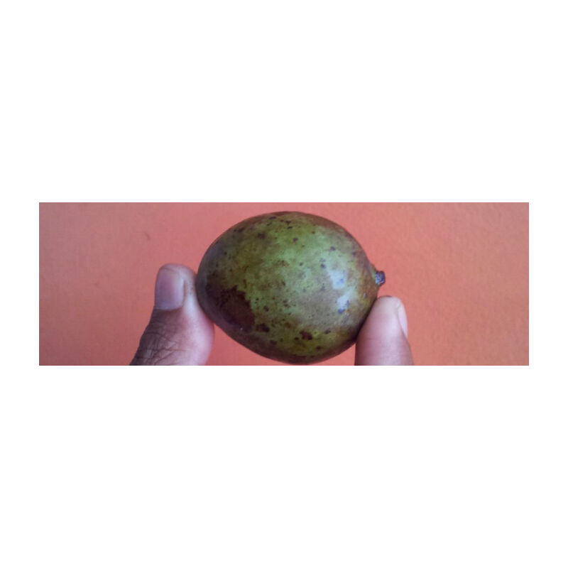 foto del prodotto kasturi mango plant mangifera casturi pianta di frutto frutta foto reali